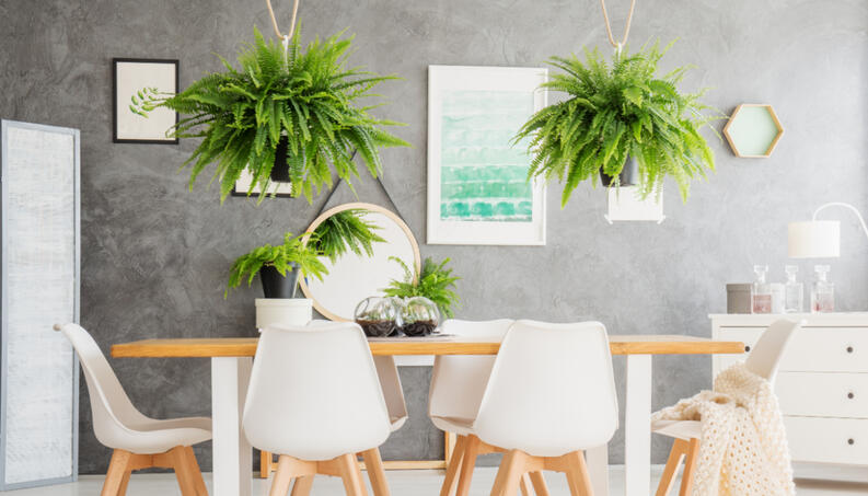quais plantas tenho em casa: samambaia