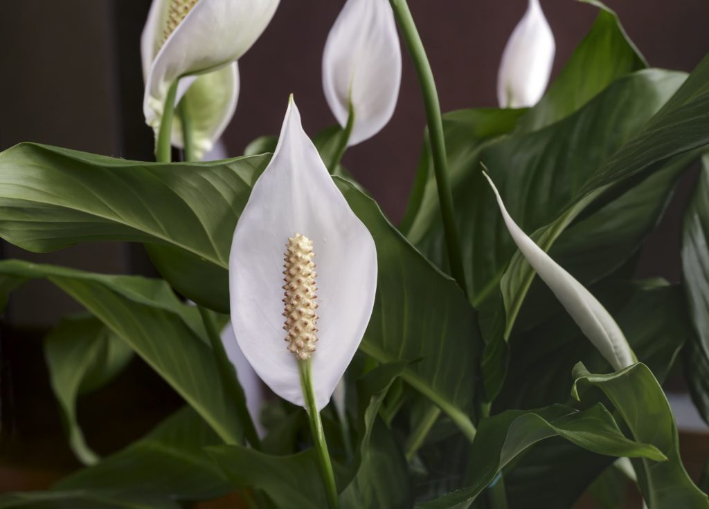 plantas que tenho em casa lírio da paz