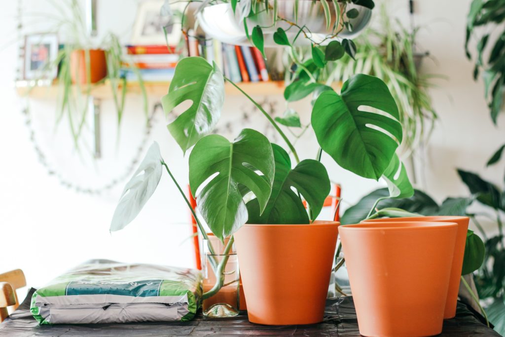 plantas em casa
