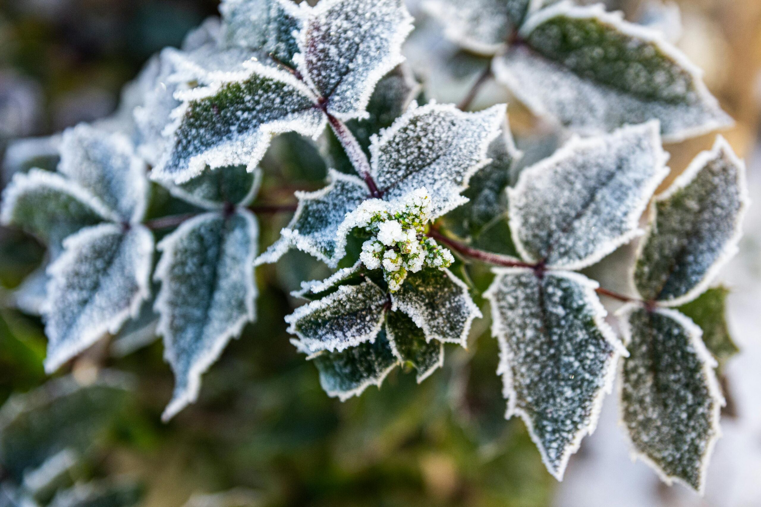 Jardins de Inverno: Como criar um ambiente verde dentro de casa