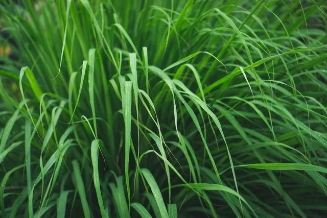 Planta repelente de mosquitos: Citronela (Cymbopogon)