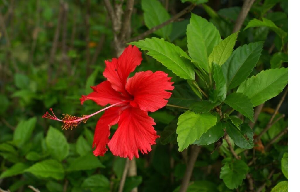 7 plantas brasileiras com floração exuberante e duradoura para encantar seu jardim o ano inteiro