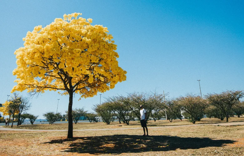 7 plantas brasileiras com floração exuberante e duradoura para encantar seu jardim