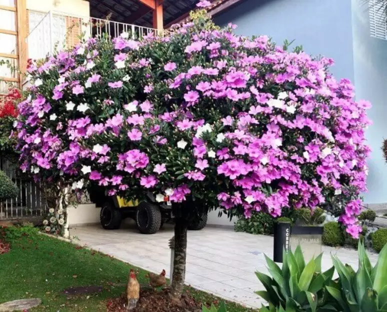plantas brasileiras com floração exuberante e duradoura para encantar seu jardim o ano inteiro