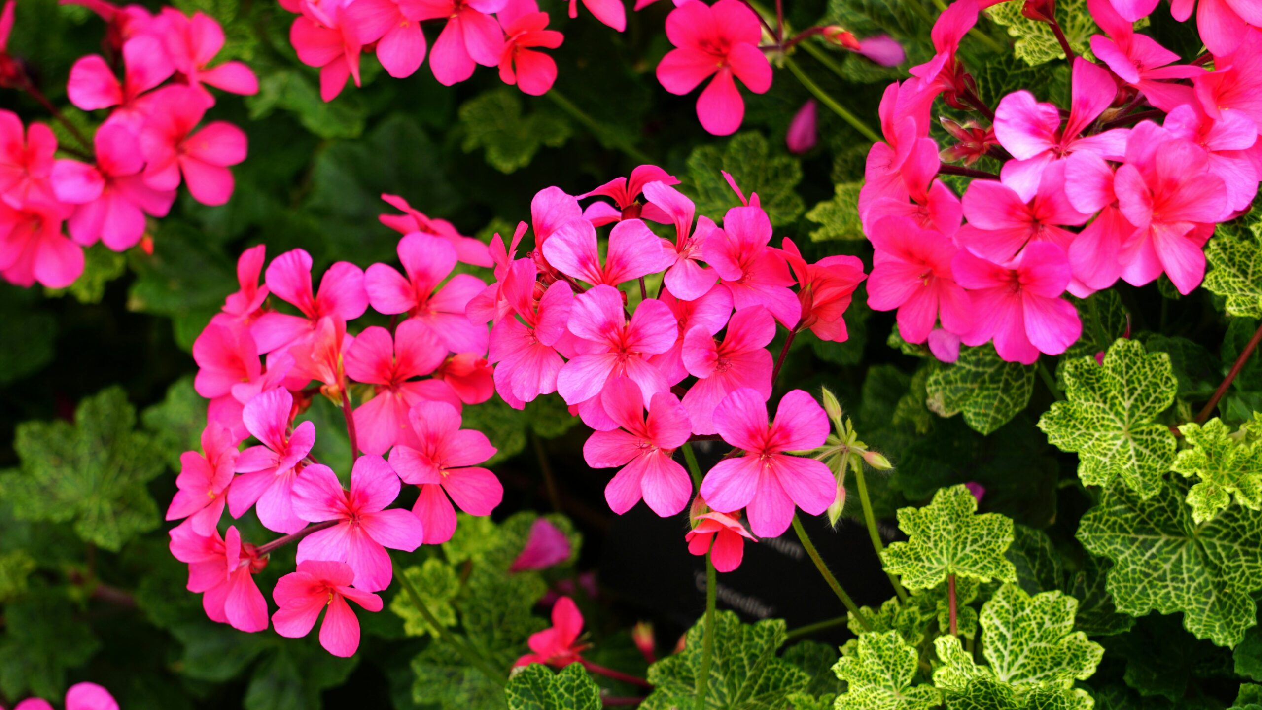 7 plantas brasileiras com floração exuberante e duradoura para encantar seu jardim o ano inteiro